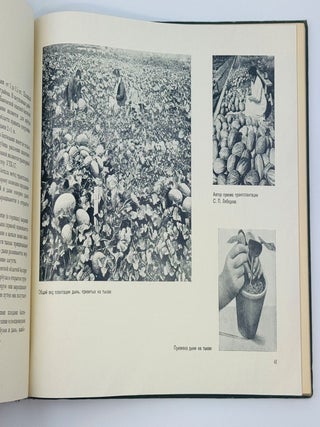 [VEGETABLE PHOTO-BOOK] Ovoshchevodstvo v SSSR [Vegetable Growing in the USSR] / edited by I. Benediktov, A. Gritsenko, and P. Pospelov