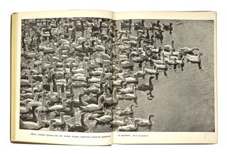 [POULTRY PHOTOMONTAGES] Ptitsevodstvo. Krolikovodstvo [i.e. Poultry Breeding. Rabbit Breeding] / compiled by A. Kuz’michev, edited by V. Karelin, designed by A. Belov